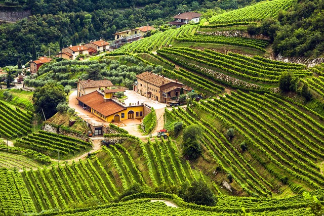 Valpolicella-Italian-winery